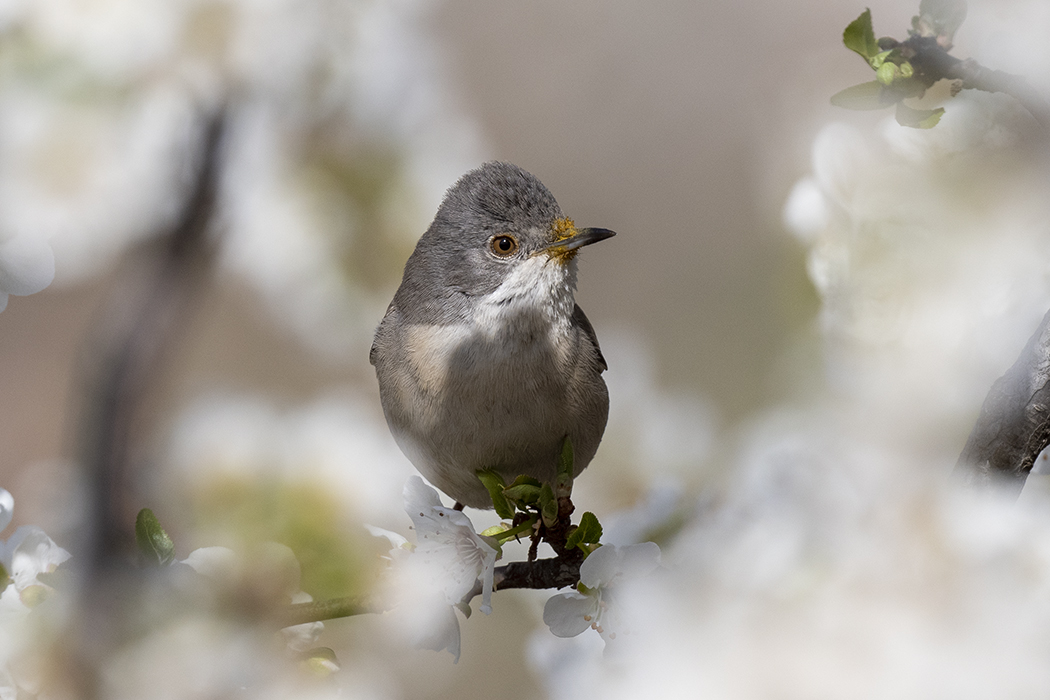 Lesser Whitethroat